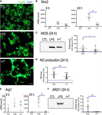 Microglia Responses to Pro-inflammatory Stimuli (LPS, IFNγ+TNFα) and Reprogramming by Resolving Cytokines (IL-4, IL-10)